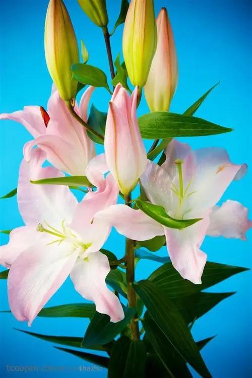 百合花的特点和品质（浅谈百合花的寓意和象征）