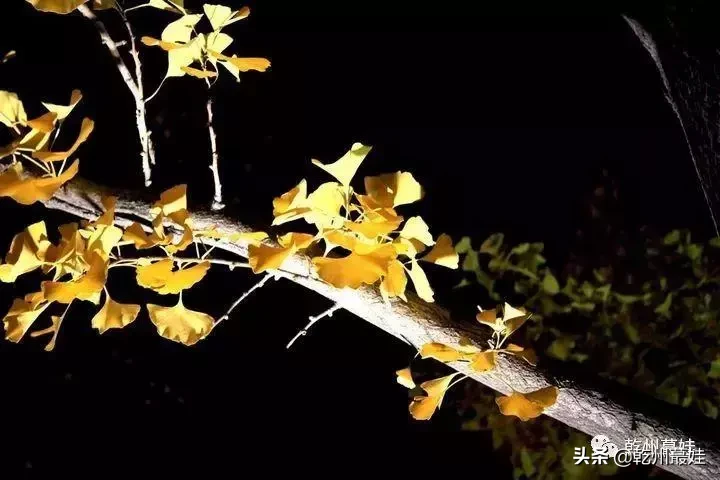 【app】三行诗(组诗)