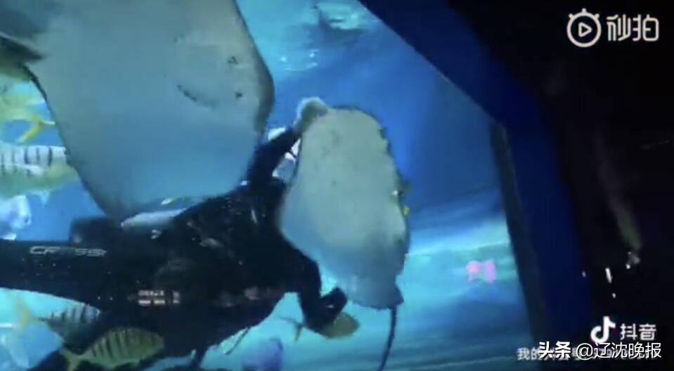 抚顺皇家极地海洋世界 抚顺皇家海洋馆介绍