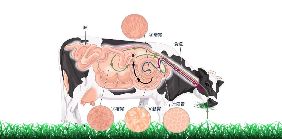 牛的四个胃分别叫什么,牛的四个胃分别叫什么名字