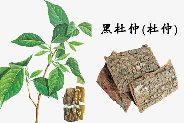 杜仲的功效与作用及食用方法 杜仲的最佳食用方法