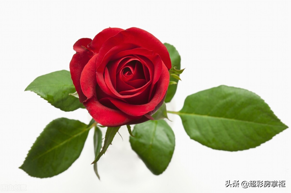 两朵玫瑰代表什么 两朵玫瑰花的寓意