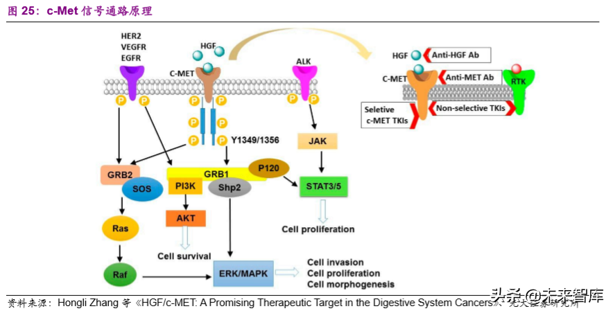 创新药专题：抗体偶联药物，靶向递送毒性小分子的生物导弹