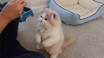 波斯猫多少钱一只 波斯猫最便宜价格