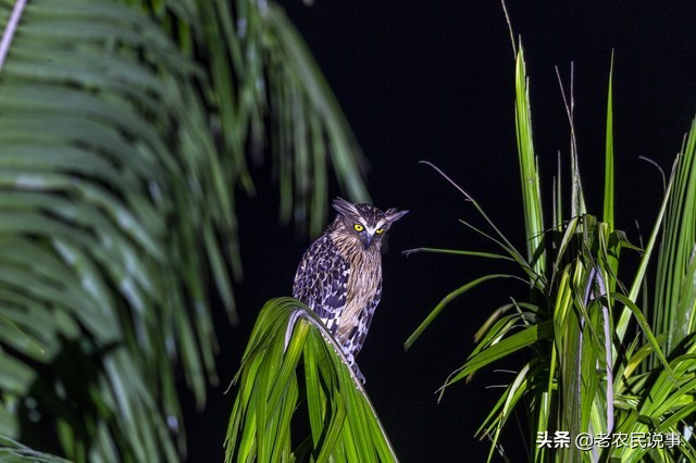 怕夜猫子上房原因有二:一是民间称夜猫子是厄运鸟,夜猫子出现的地方就