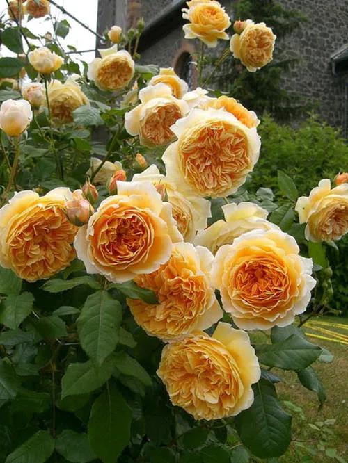 月季花品种月季花品种图片及名称