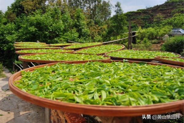 黄山毛峰属于什么茶 黄山毛峰1875是什么茶