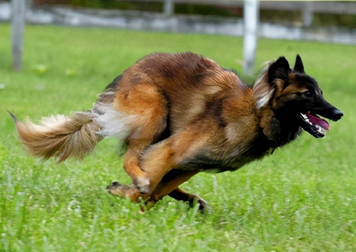 比利时坦比连犬 belgian tervuren比利时玛利诺犬 belgian malinois