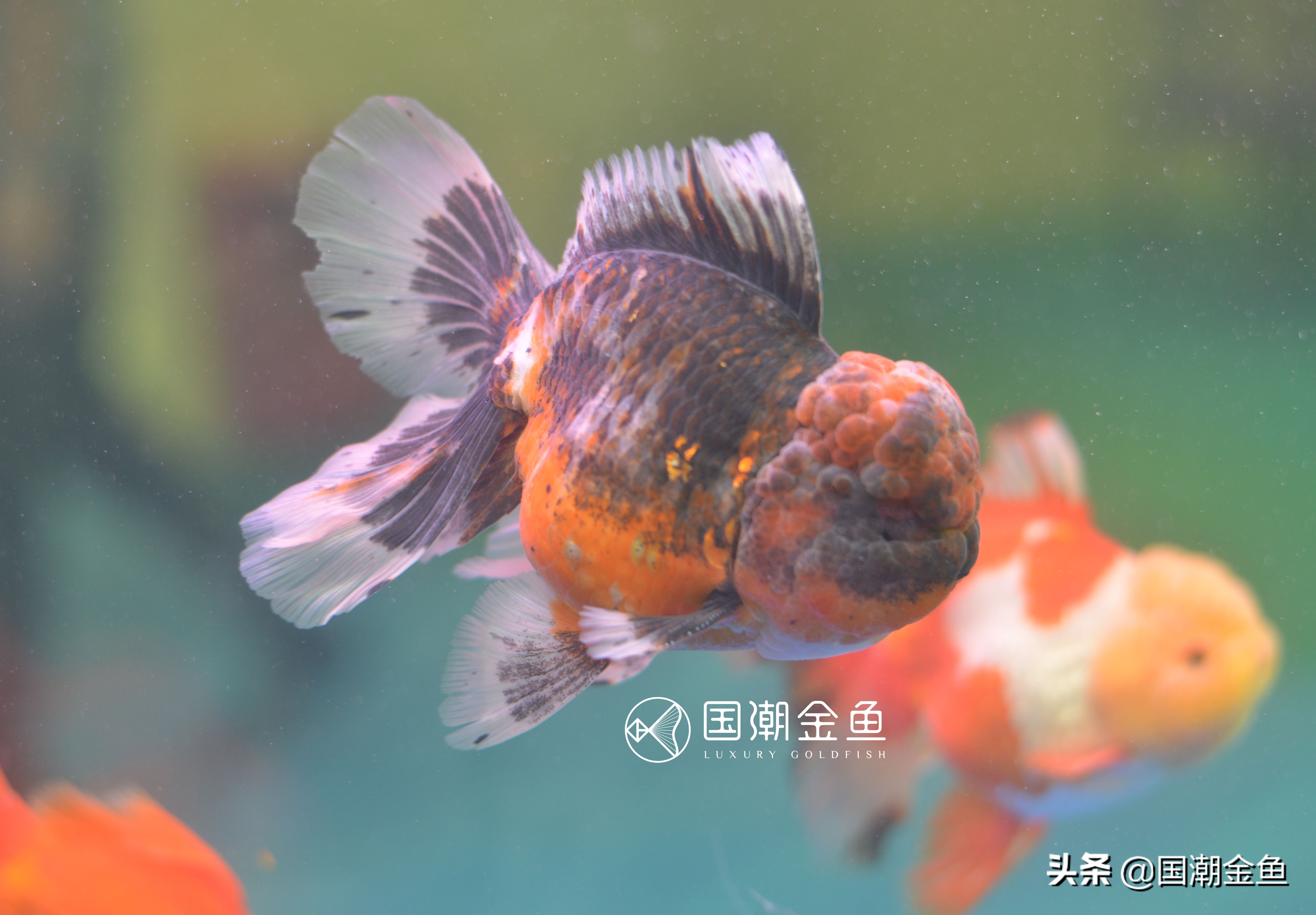十大最好养的金鱼金鱼有哪些品种