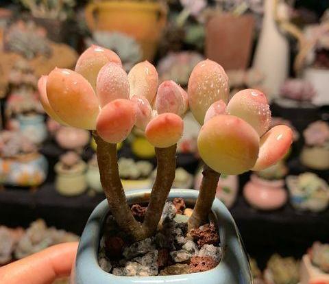 多肉植物怎么养才养得又大又肥 多肉怎么浇水比较好