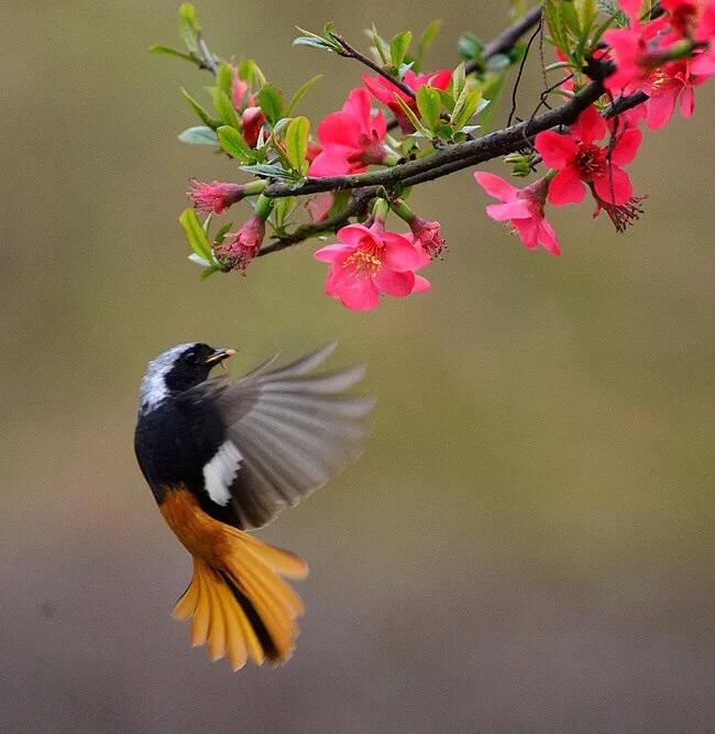 寄扬州韩绰判官(寄扬州韩绰判官是几年级学的)