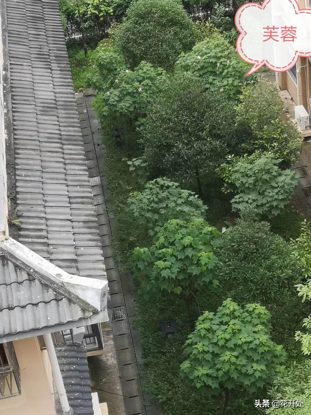 芙蓉花什么时候开 芙蓉花是什么季节