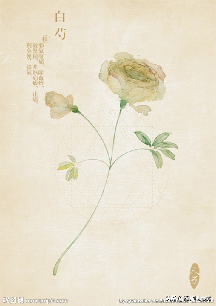生白芍的功效与作用 生白芍泡水喝的功效