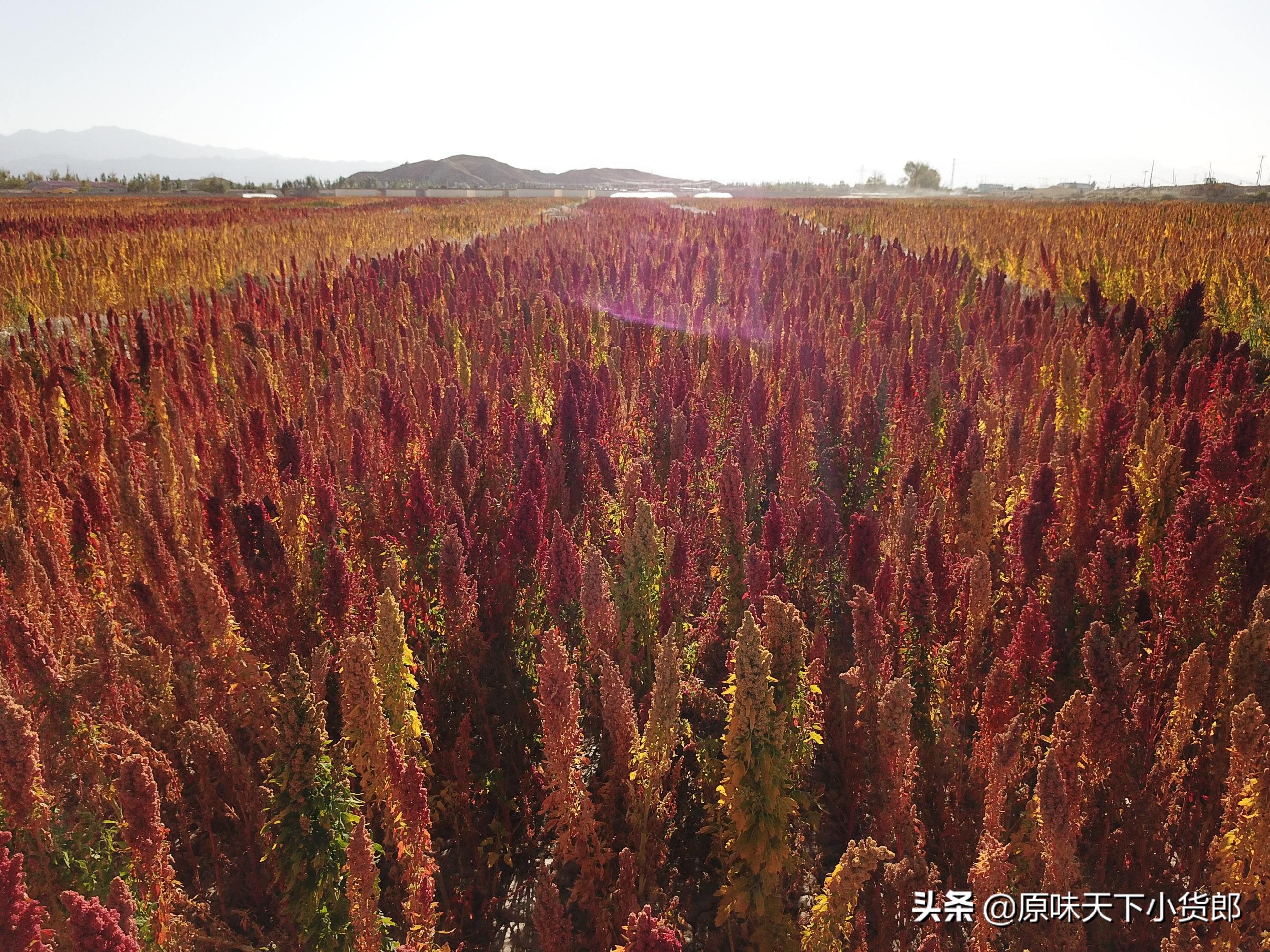 黎麦米如何煮更好吃（烹饪黎麦米需要注意的）