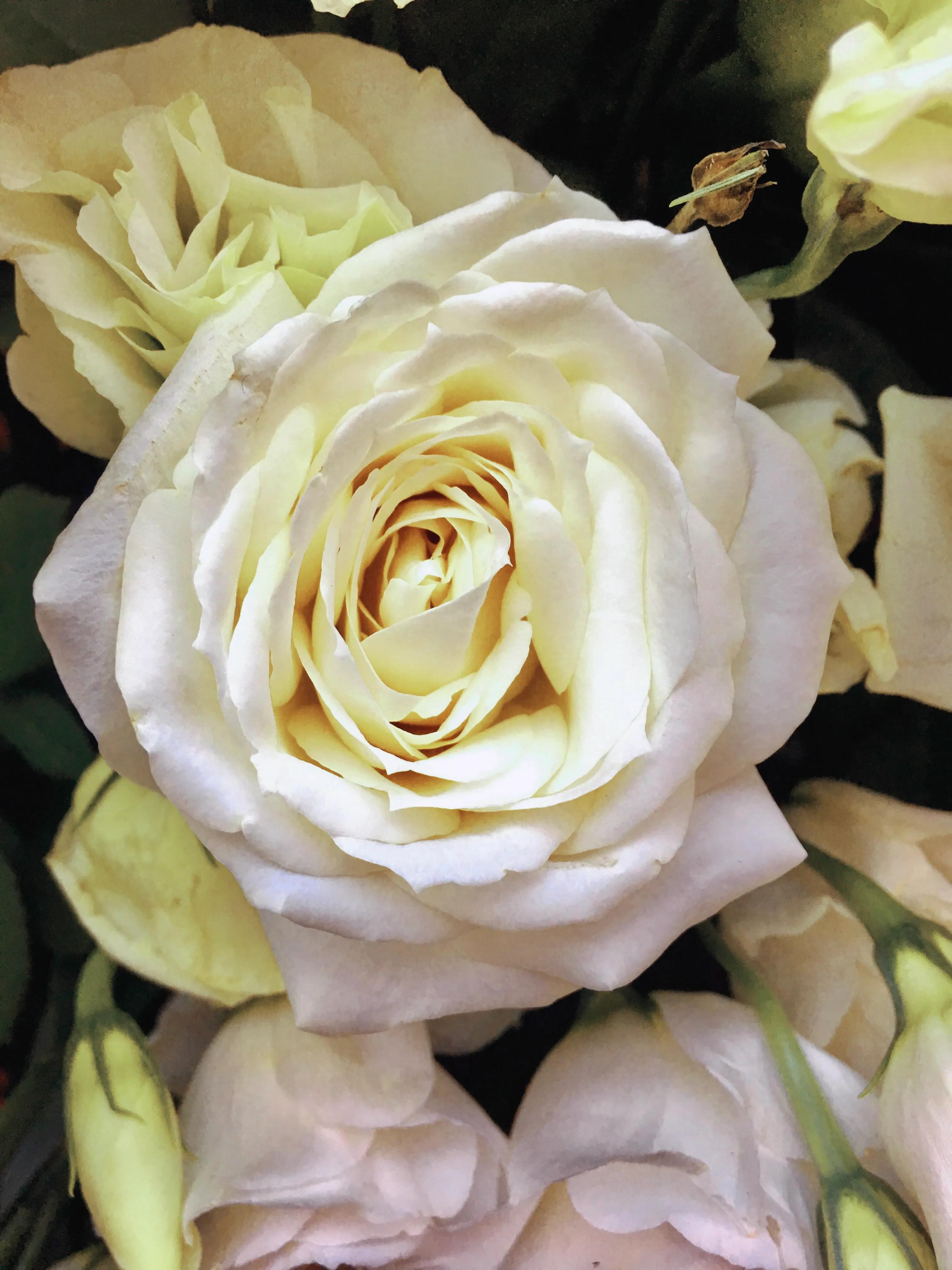 白玫瑰代表什么意思花语是什么白玫瑰花语纯洁浪漫求爱之花以及我足以