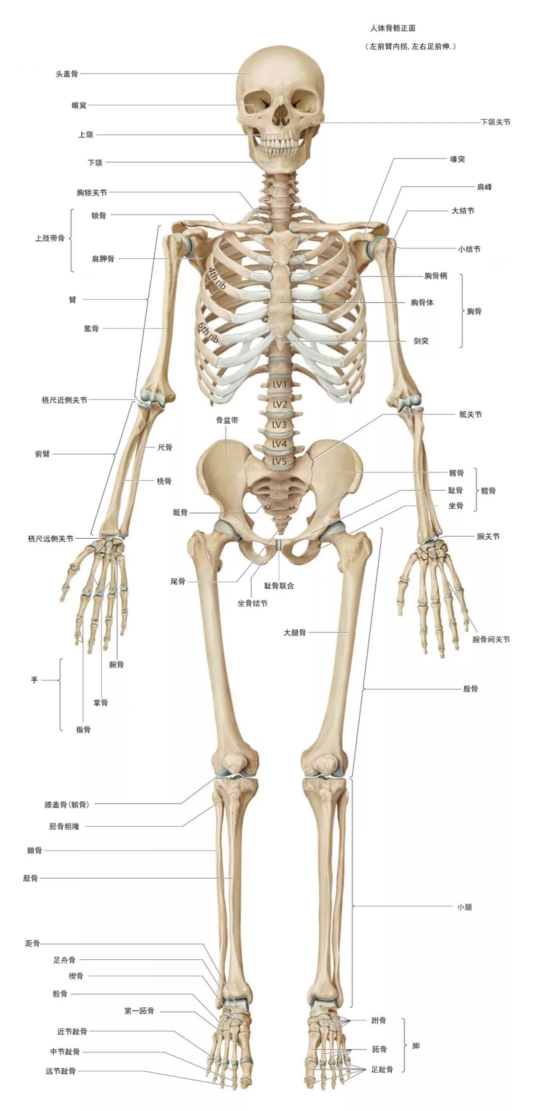 人体骨骼高清人体骨骼图