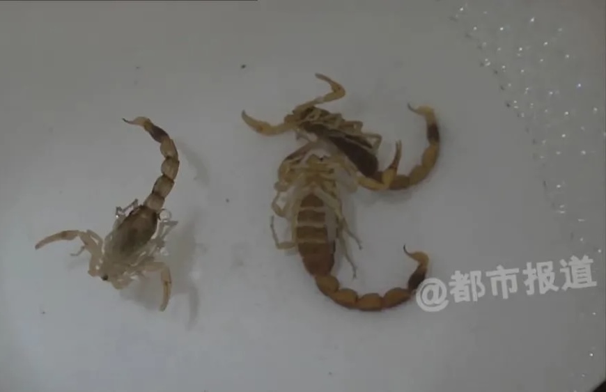 被蝎子蛰了怎么办 被蝎子蛰了怎么处理
