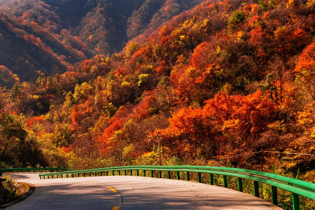 终极秋色大赏这条自驾线路承包了秦岭99的秋景盛宴