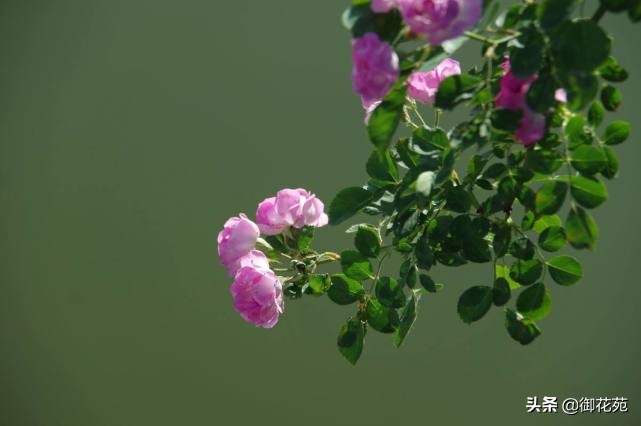 蔷薇花什么时候开 蔷薇为什么5点开花