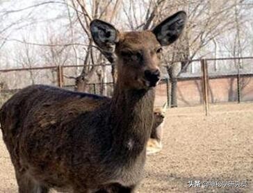 什么动物没有方向感(什么动物没有头脑筋急转弯)