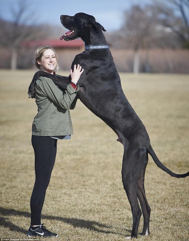超大型犬有哪些世界9大巨型犬一览分析