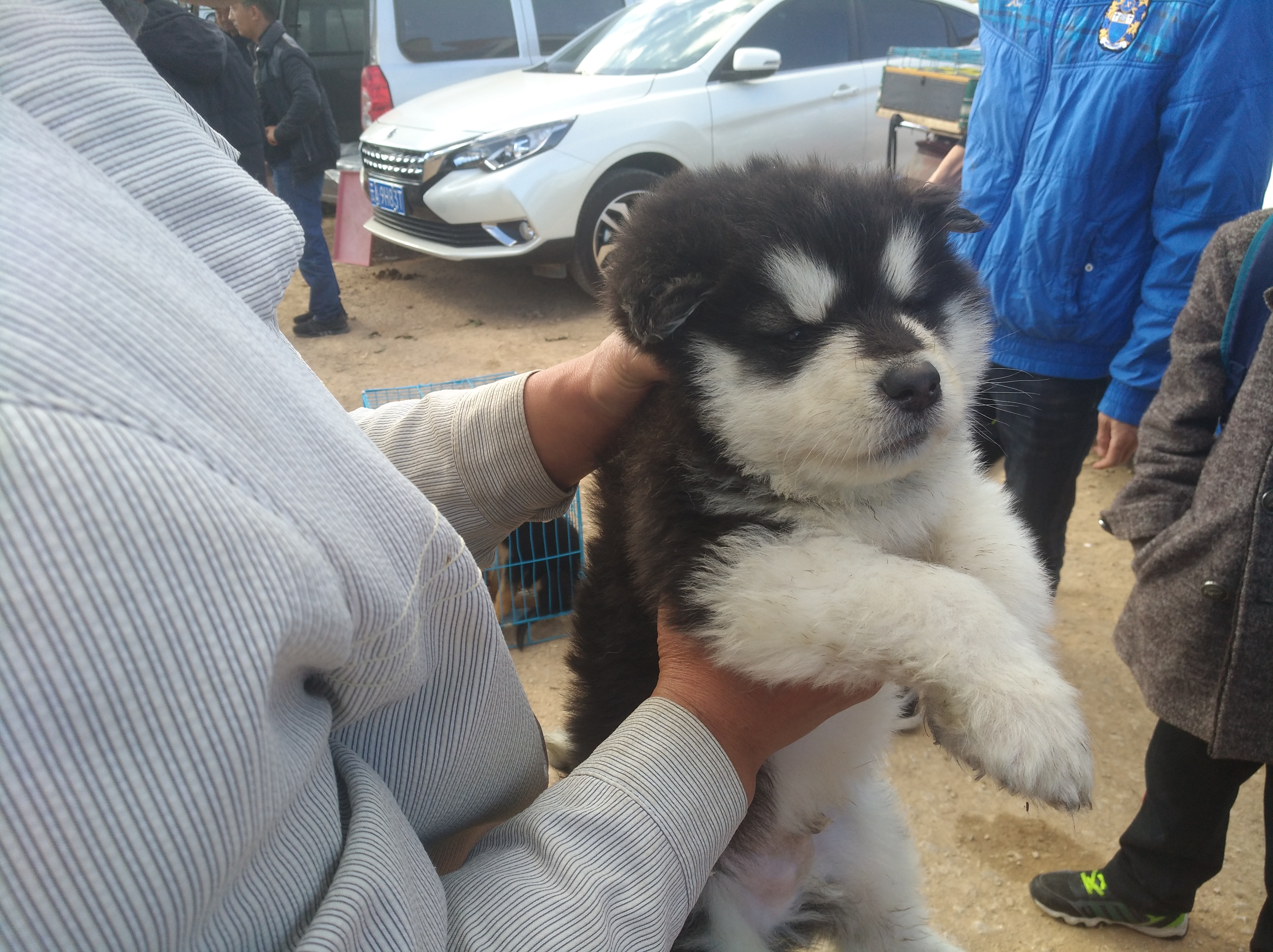 阿拉斯加犬多少钱一只(阿拉斯加犬价格表)