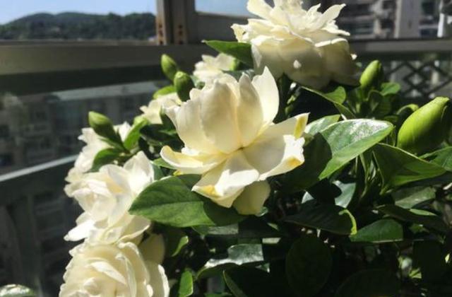 栀子花叶子发黄怎么办 栀子花叶子蔫了软了怎么办