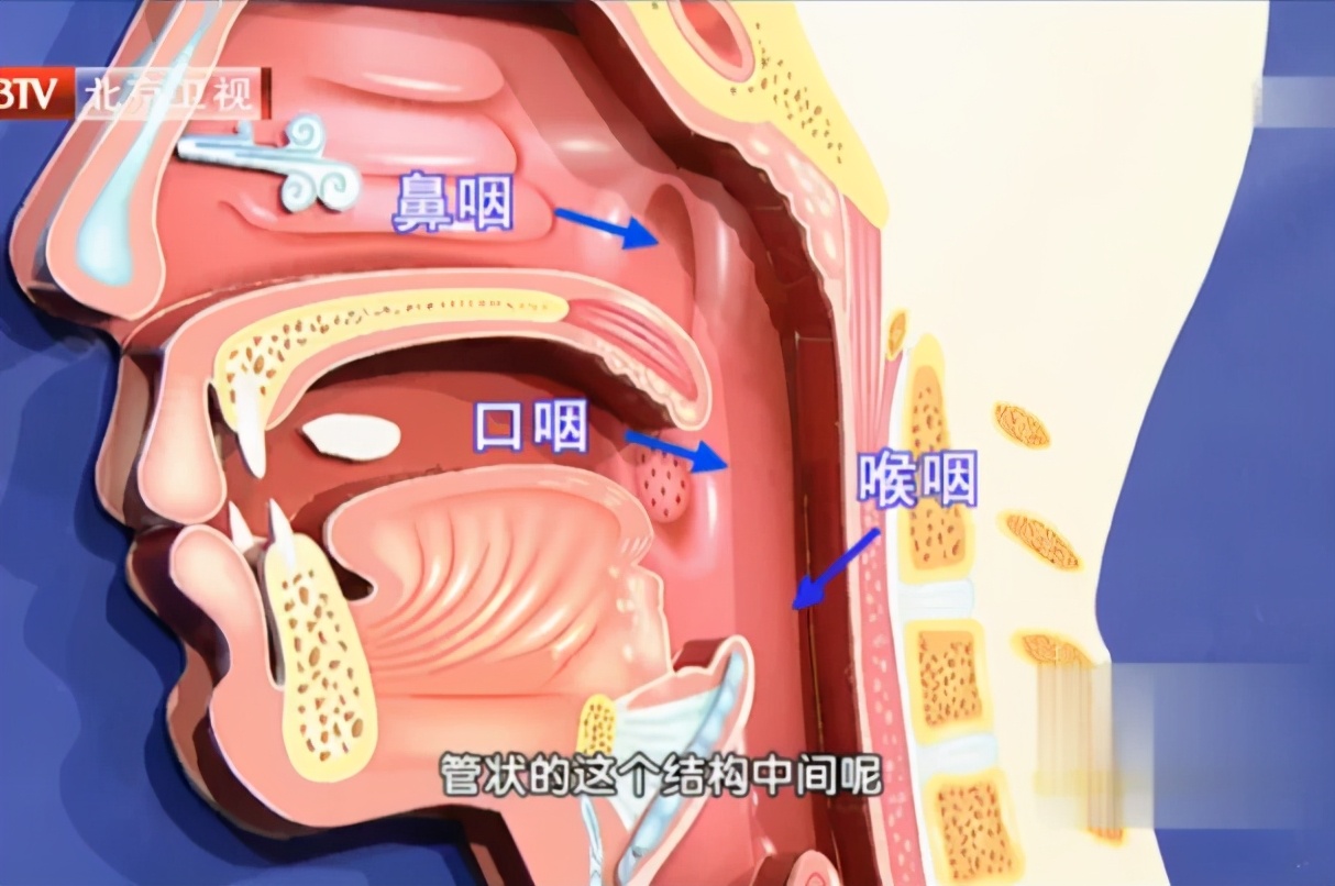 气管和食管的位置图片鼻孔和气管和食管的位置图片