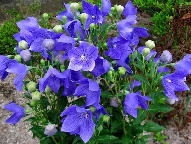 15种蓝色的花卉,有的开成花海,有的开成瀑布,有的四季开花不断