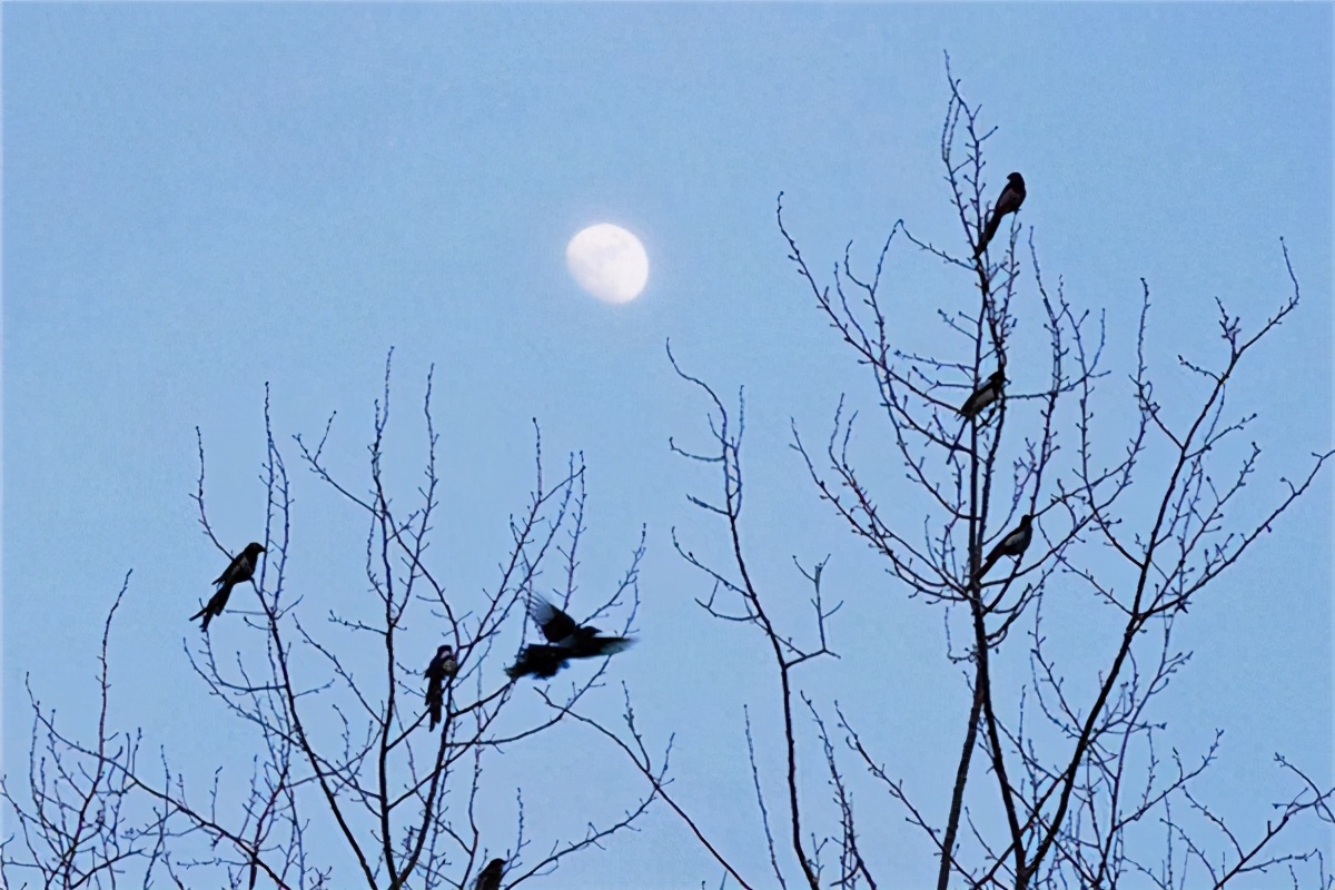 旧时茅店社林边 旧时茅店社林边,路转溪桥忽见的意思