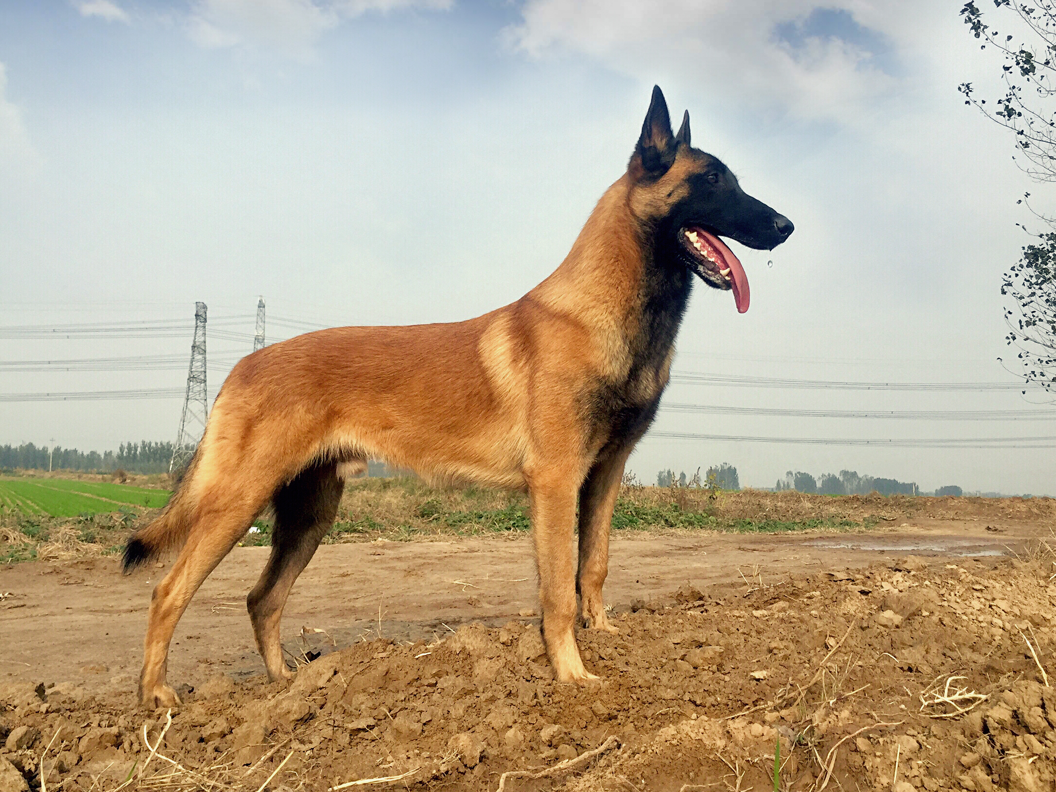马犬,它是比利时马里奴阿犬,比利时牧羊犬四个类型中唯一短毛的一种