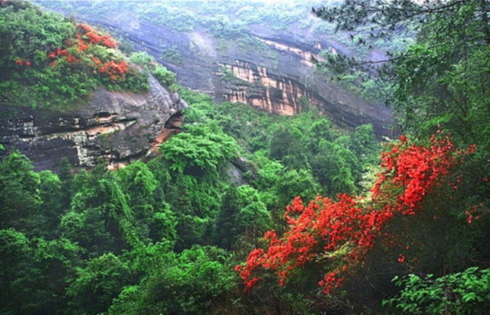 广东青嶂山发现"吻田猪"石缝觅食,豹猫进村偷鸡,白鹇树上跳舞