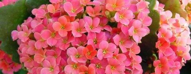 长寿花怎么养 长寿花怎么养护