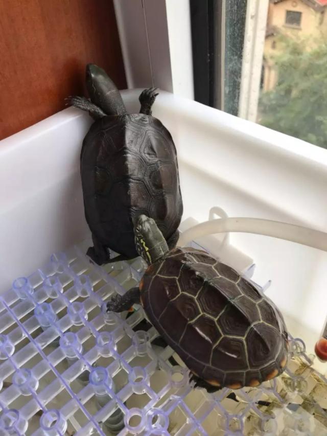 小乌龟的生活习性 