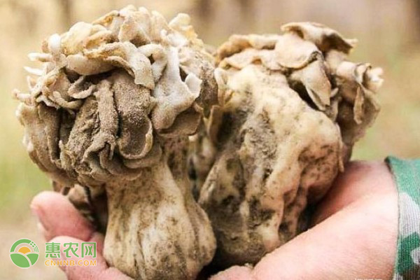 平菇多少钱一斤(新疆荒漠里的巴楚蘑菇 价格百科