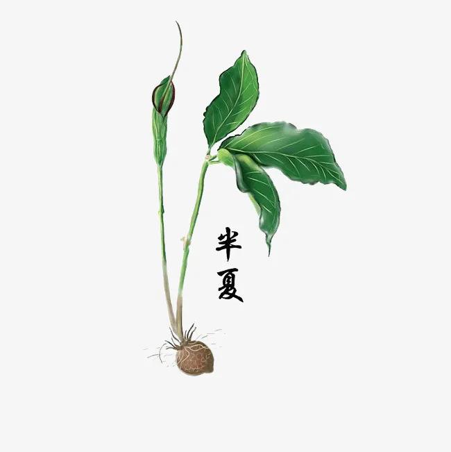 半夏的功效与作用 半夏的用量和禁忌