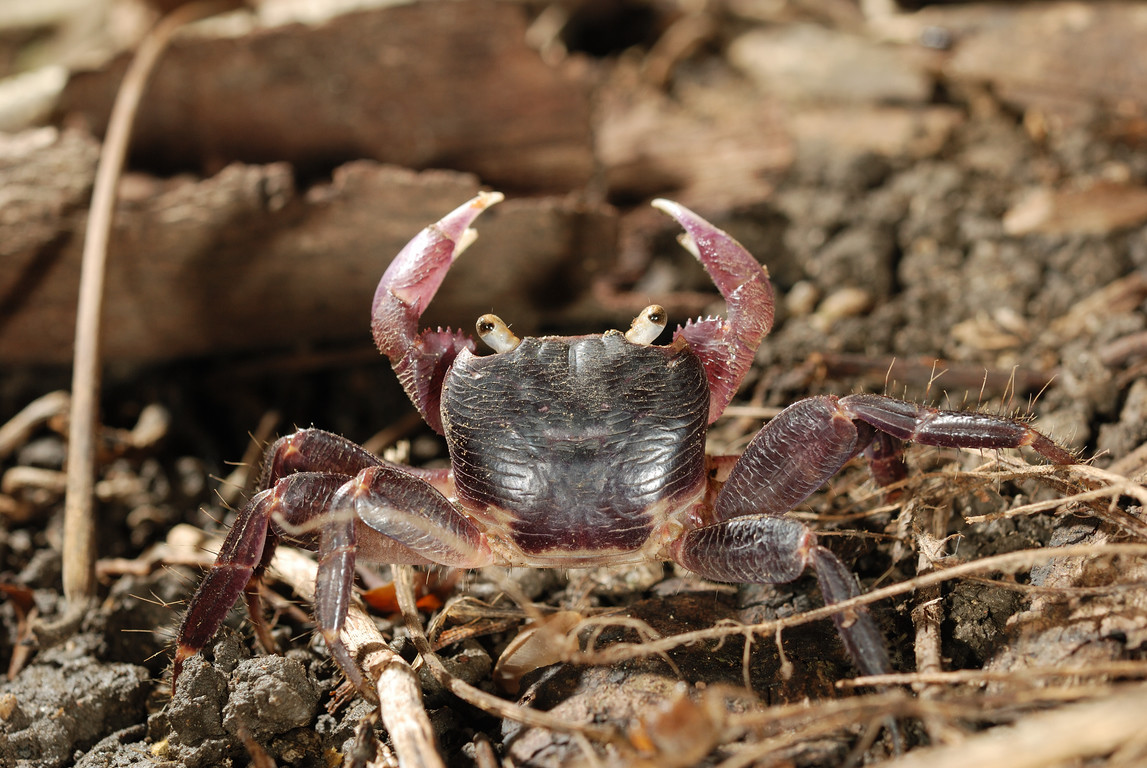 (格雷陆方蟹)还有一种小螃蟹叫蟛蜞,也叫蟛蚑,螃蜞,其体方十分明显.