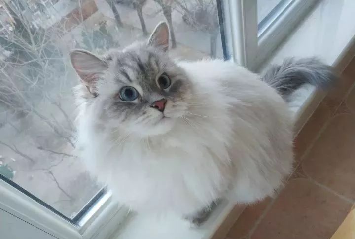 西伯利亚森林猫 缅因猫杀死主人案例