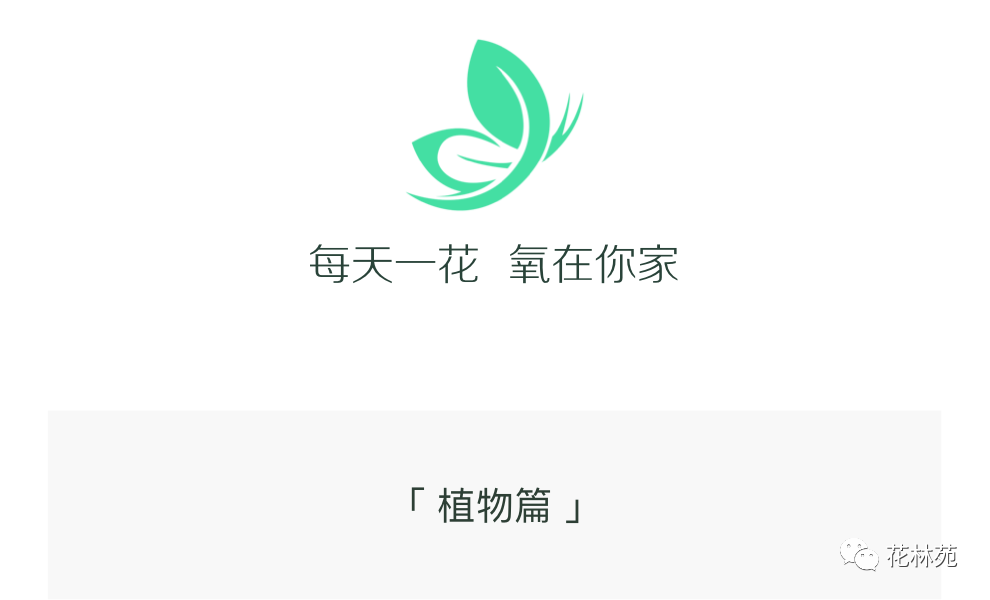 佛手的功效与作用 佛手瓜的害处