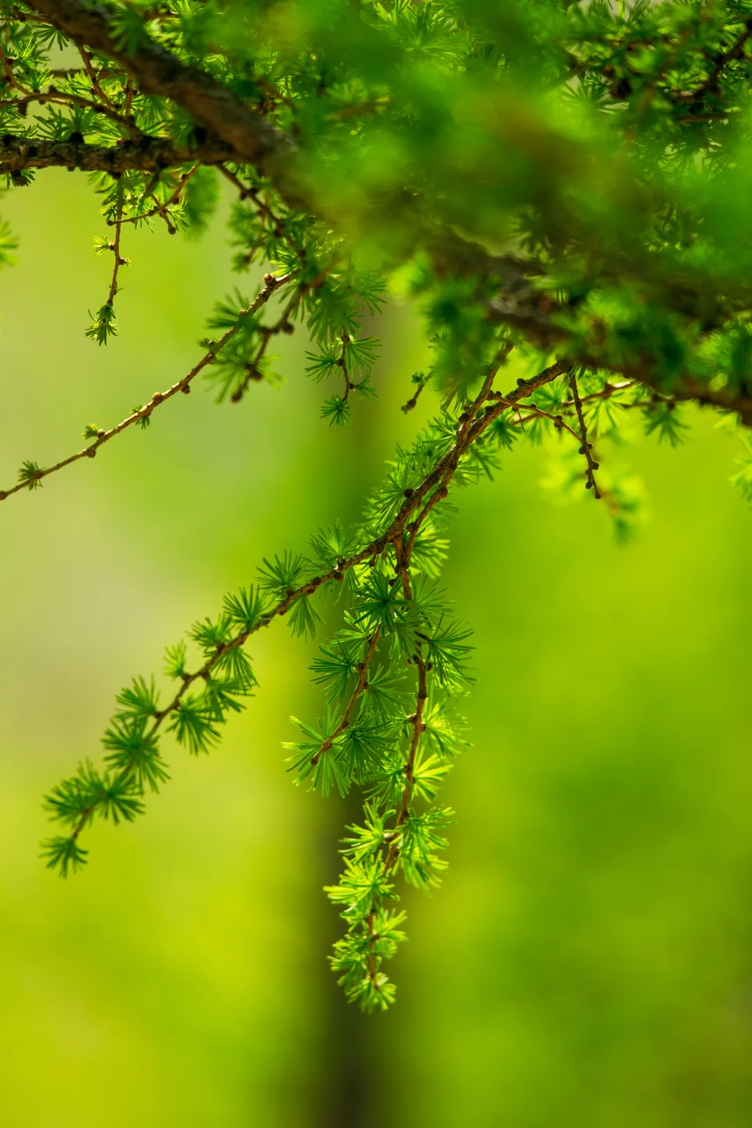 恍恍惚惚的意思 恍恍惚惚的意思解释