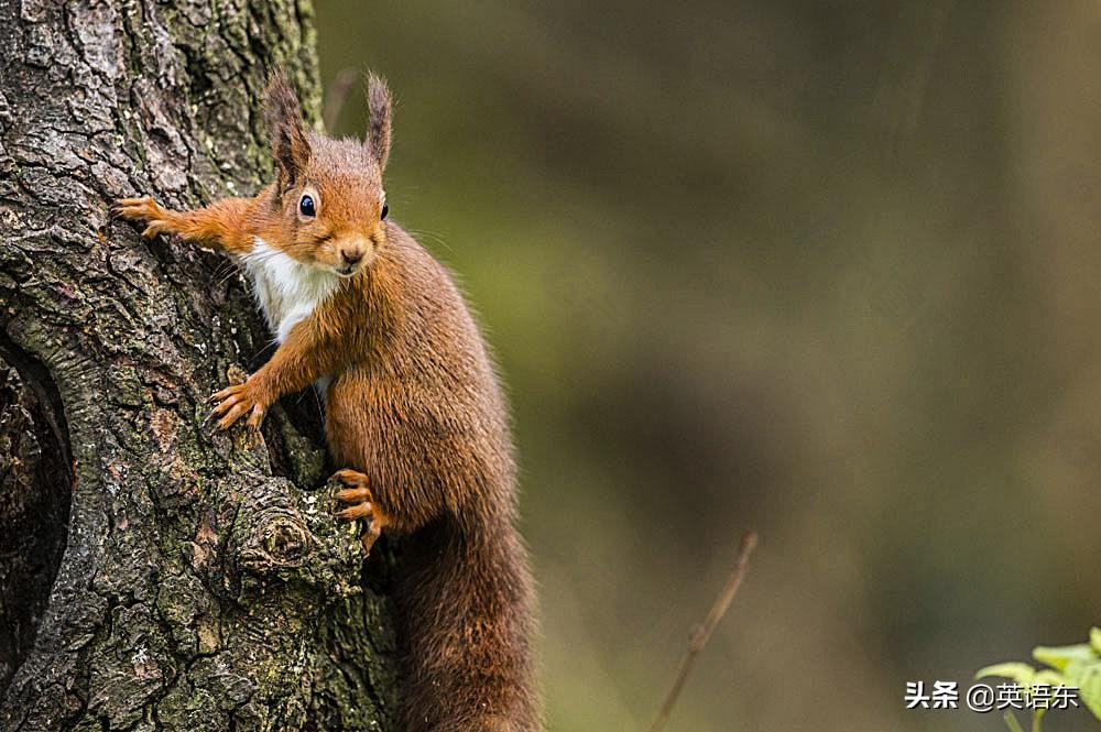 squirrel是什么意思 squirrel英语啥意思