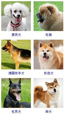 宠物狗品种图片大全 小型宠物狗图片