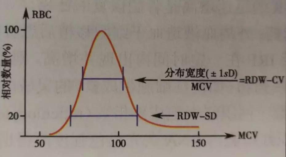 红细胞分布宽度偏低 血常规24项详细解释