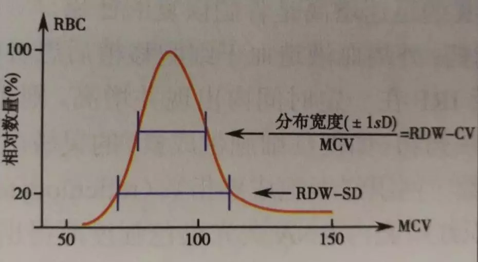红细胞分布宽度偏低 谷草转氨酶偏低