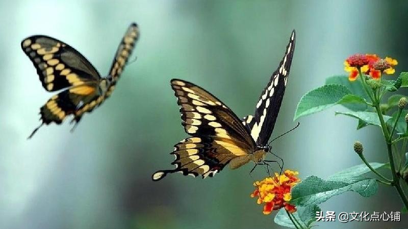 蝶恋花答李淑一 《浪淘沙北戴河》