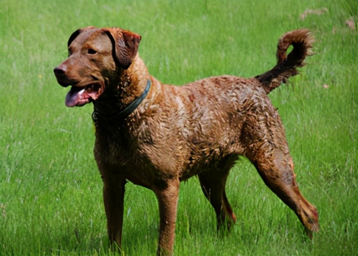 148种名犬图片及名字合集世界名犬图集大全