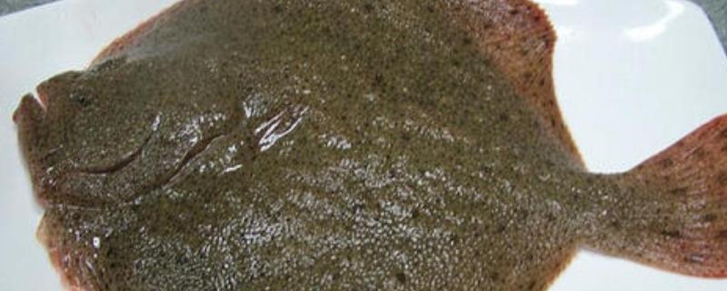 多宝鱼多少钱一斤 多宝鱼多少钱一斤市场价2023