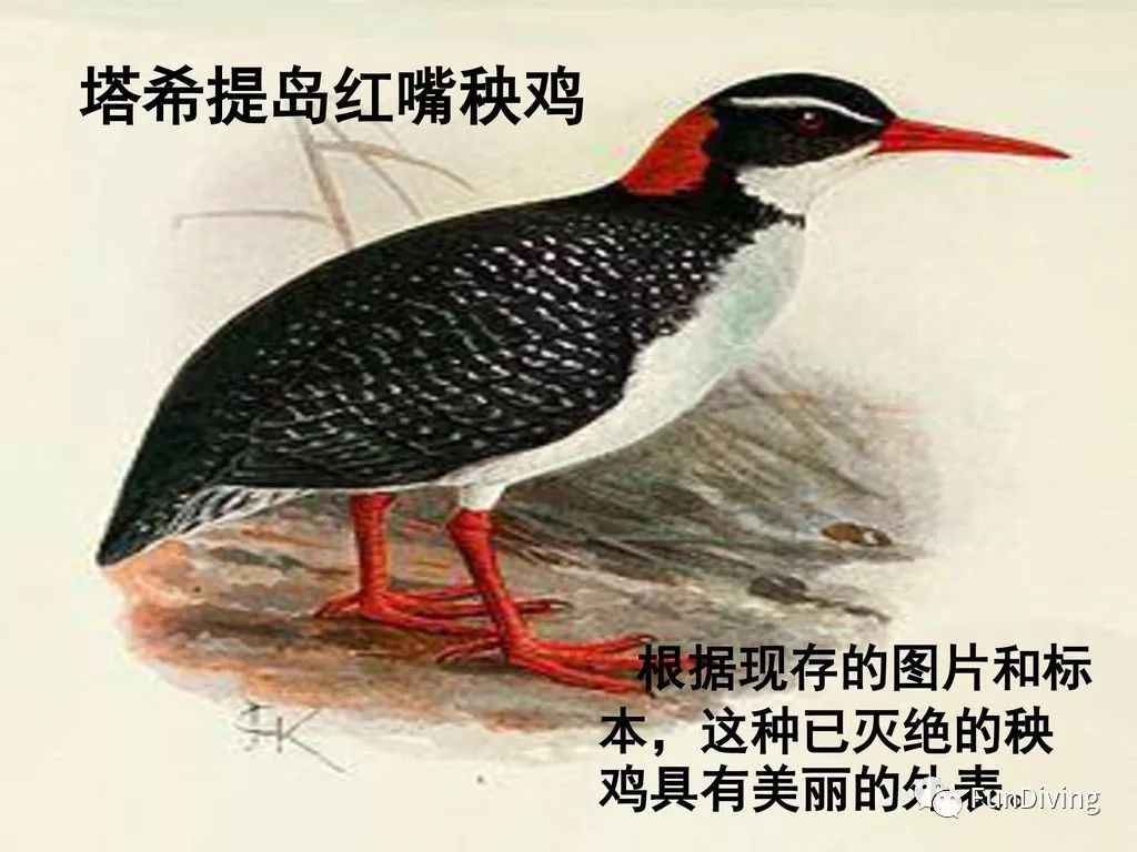 最靠近天堂的地方——塔希提島