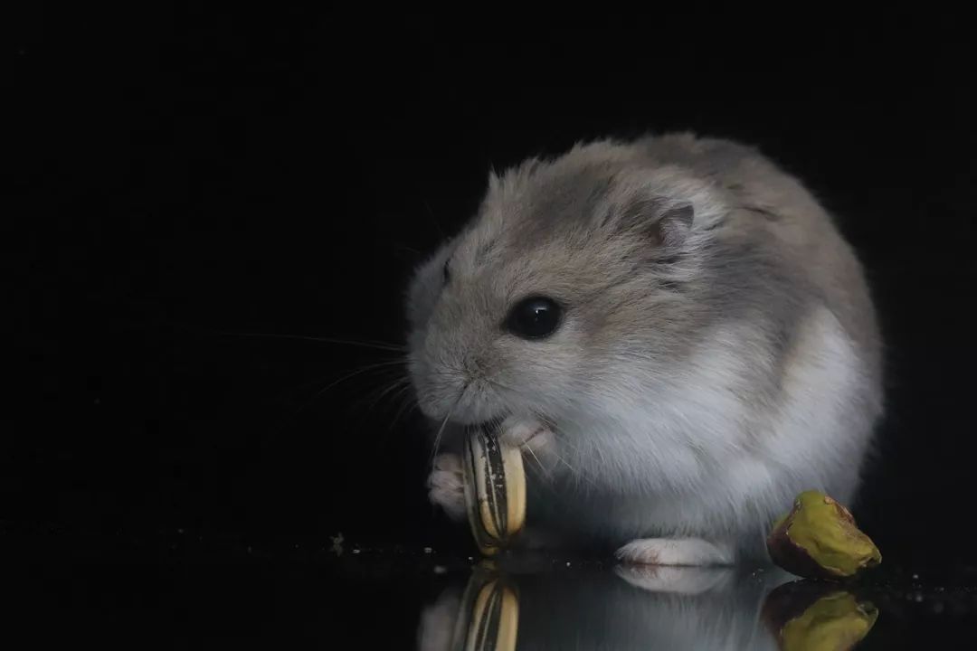 仓鼠快死的七种表现 仓鼠临死前的8个征兆
