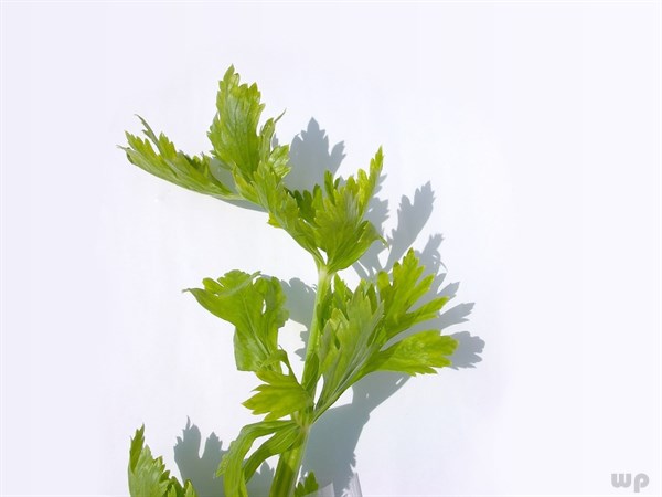 芹菜的功效与作用 女性长期吃芹菜的好处